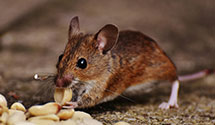 24 Hour & Emergency Exterminators in Public Service Co, NM